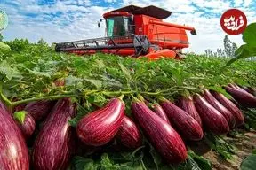 ببینید| چگونه هزاران تن بادمجان در مزارع و گلخانه های هلند پرورش داده می شود؟