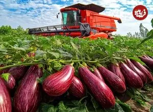 ببینید| چگونه هزاران تن بادمجان در مزارع و گلخانه های هلند پرورش داده می شود؟