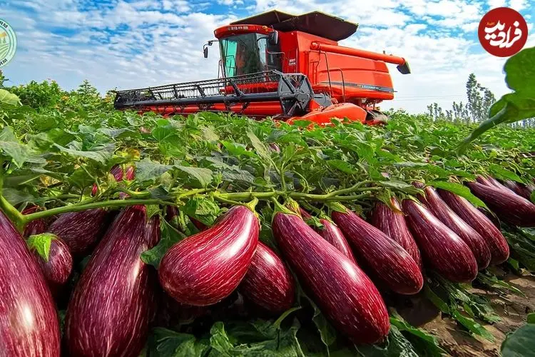 ببینید| چگونه هزاران تن بادمجان در مزارع و گلخانه های هلند پرورش داده می شود؟