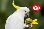 ببینید| خیابانی مملو از طوطی در استرالیا