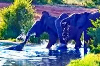 ببینید| تلاش های دیوانه وار یک «کروکودیل» برای شکار فیل ها!