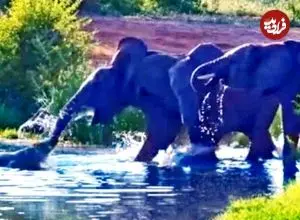 ببینید| تلاش های دیوانه وار یک «کروکودیل» برای شکار فیل ها!