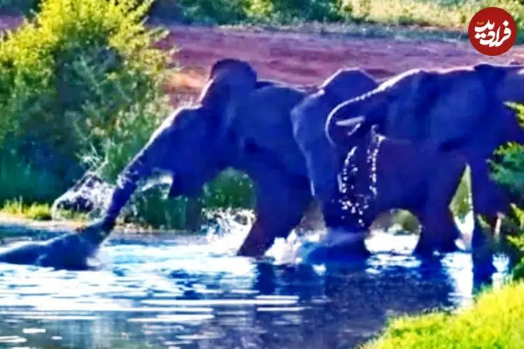 ببینید| تلاش های دیوانه وار یک «کروکودیل» برای شکار فیل ها!