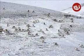 ماراتن بقا: رکورد طولانی‌ترین مهاجرت حیوانات خشکی‌زی