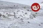ماراتن بقا: رکورد طولانی‌ترین مهاجرت حیوانات خشکی‌زی