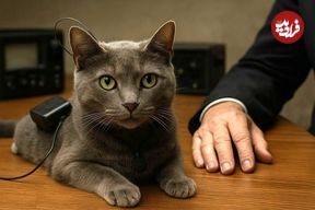تصاویر؛ Acoustic Kitty؛ پروژه فوق سری سیا برای جاسوسی با گربه‌ها که شکست بزرگ جنگ سرد شد