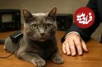 تصاویر؛ Acoustic Kitty؛ پروژه فوق سری سیا برای جاسوسی با گربه‌ها که شکست بزرگ جنگ سرد شد