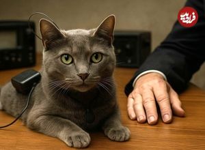 تصاویر؛ Acoustic Kitty؛ پروژه فوق سری سیا برای جاسوسی با گربه‌ها که شکست بزرگ جنگ سرد شد