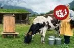 ببینید| غذای روستایی در آذربایجان؛ پخت نان سنتی و تهیه پنیر در کوهستان