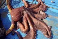 (ویدئو)  چگونه ماهیگیران کره ای هشت پاهای غول پیکر را می گیرند و می پزند؟