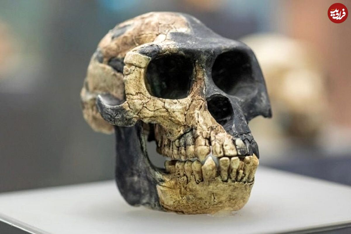 کشف فسیل‌های جدید در اتیوپی، راز میلیون‌ها سال تکامل بشر را آشکار کرد