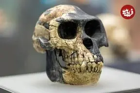 کشف فسیل‌های جدید در اتیوپی، راز میلیون‌ها سال تکامل بشر را آشکار کرد