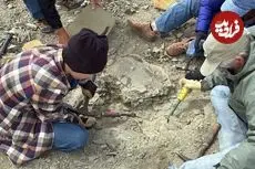 پسر 11 ساله در هنگام گردش یک لاک‌پشت 48 میلیون‌ساله پیدا کرد