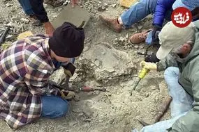 پسر 11 ساله در هنگام گردش یک لاک‌پشت 48 میلیون‌ساله پیدا کرد