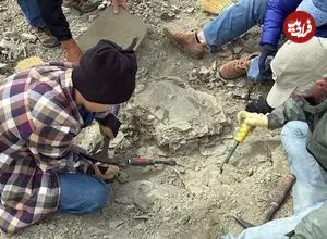 پسر 11 ساله در هنگام گردش یک لاک‌پشت 48 میلیون‌ساله پیدا کرد