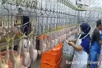 (ویدئو) فرآیند پردازش و بسته بندی هزاران مرغ در یک کارخانه بزرگ هنگ کنگی 