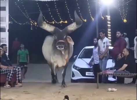 (ویدیو) فیلمی عجیب از گاوی با شاخ هایی بسیار بزرگ!