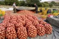 پیاز هم به لیست کالاهای قاچاق پیوست