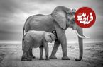تصاویر؛ ۳۰ شاهکار عکاسی سیاه و سفید از قلمرو حیوانات
