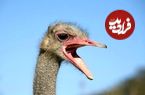 تصاویر؛ شترمرغ سومالی؛ غول شاخ آفریقا و بزرگترین پرنده قاره سیاه با ۱۳۰ کیلو وزن که دو انگشت دارد و گردن و پاهایش آبی است