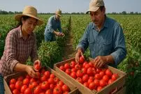 ببینید| مراحل تماشایی برداشت و فرآوری صدها تن گوجه فرنگی در کالیفرنیا