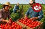 ببینید| مراحل تماشایی برداشت و فرآوری صدها تن گوجه فرنگی در کالیفرنیا