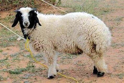 (عکس) سفر به تهران قدیم؛ گوسفند تریاکی و صاحبش در فرحزاد بازداشت شدند!