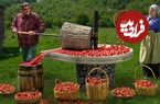 ببینید؛ غذای روستایی در آذربایجان؛ تهیه مربای توت فرنگی در طبیعت