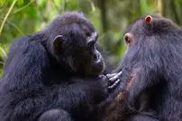 علاقۀ عجیب شامپانزه‌ها به «کریستال»