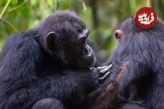 علاقۀ عجیب شامپانزه‌ها به «کریستال»
