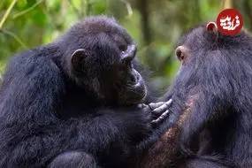 علاقۀ عجیب شامپانزه‌ها به «کریستال»