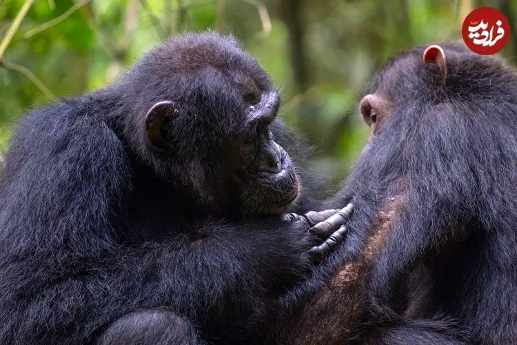 علاقۀ عجیب شامپانزه‌ها به «کریستال»