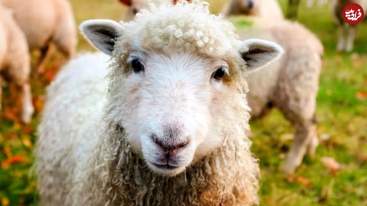 (ویدیو) قدرت بالای این گوسفند همه را متحیر کرد