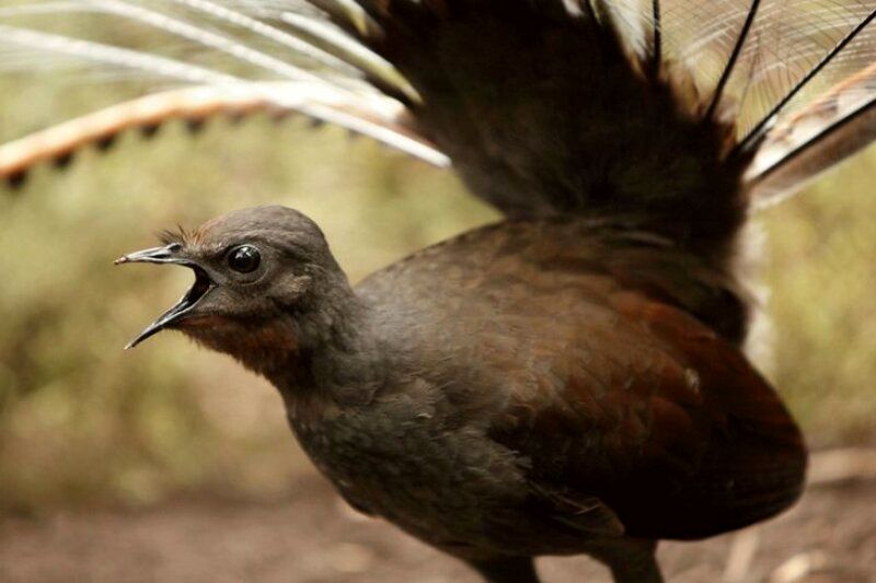 ( ویدیو) تقلید صدای اره‌برقی و شاتر دوربین توسط یک پرنده بومی استرالیایی!