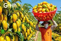 (ویدئو) عملیات تماشایی کاشت، برداشت و فرآوری انبه و تولید آب انبه