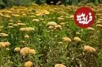 نابودی حشرات بحران تغذیه را در برخی مناطق جهان آغاز کرده است