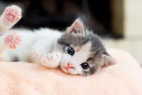 حرکت عجیب یک گربه برای تمیز کردن میز!