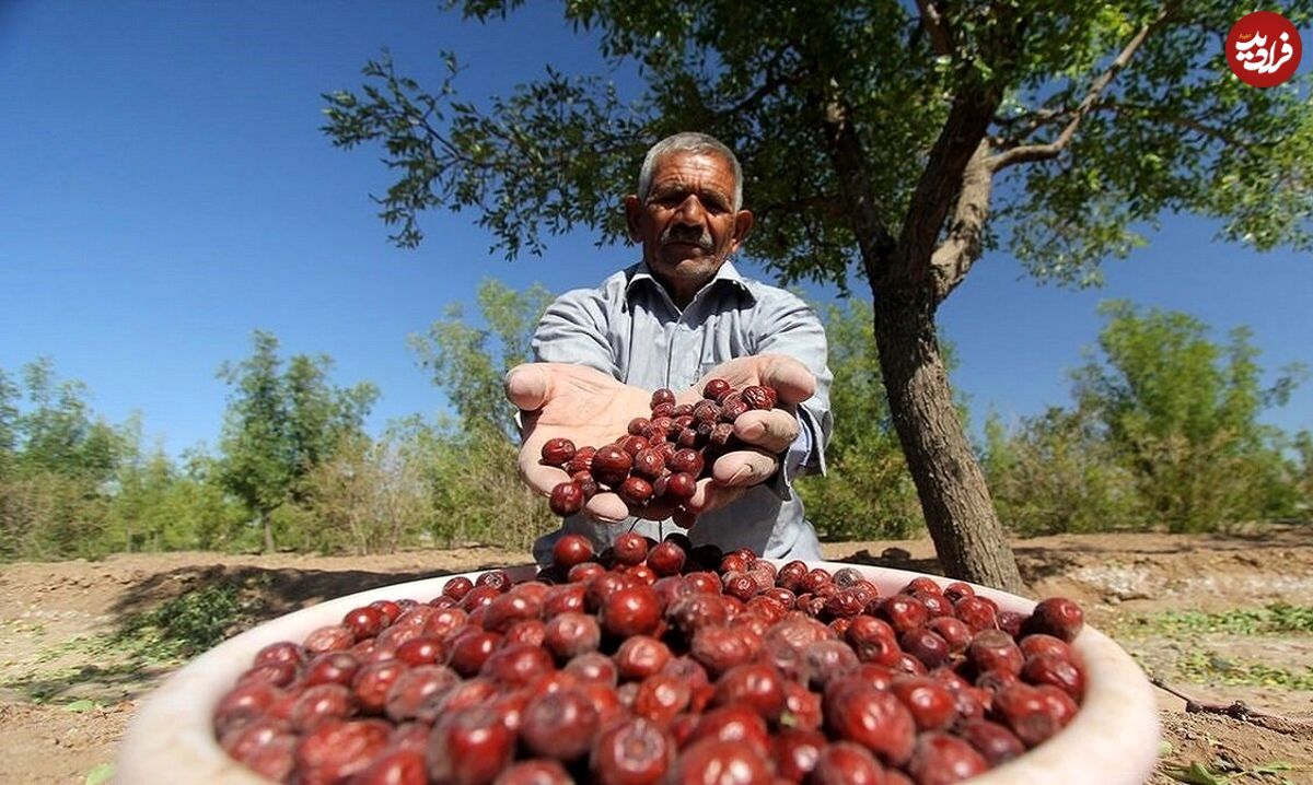 میوهای شفابخش برای درمان نیمی از بیماری ها؛ از خواب آرام تا سلامت کبد و قلب
