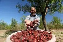 میوه‌ای شفابخش برای درمان نیمی از بیماری ها؛ از خواب آرام تا سلامت کبد و قلب