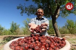 میوه‌ای شفابخش برای درمان نیمی از بیماری ها؛ از خواب آرام تا سلامت کبد و قلب