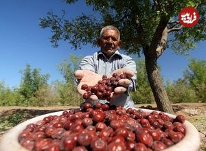 میوه‌ای شفابخش برای درمان نیمی از بیماری ها؛ از خواب آرام تا سلامت کبد و قلب