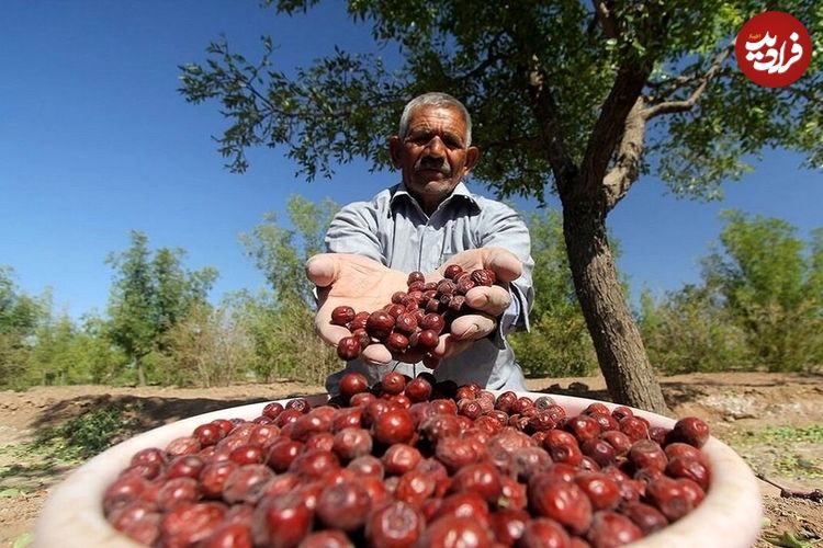 میوه‌ای شفابخش برای درمان نیمی از بیماری ها؛ از خواب آرام تا سلامت کبد و قلب