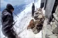 ببینید؛ عملیات دشوار نجات خرسی که سرش در یک جعبه فلزی گیر کرده بود