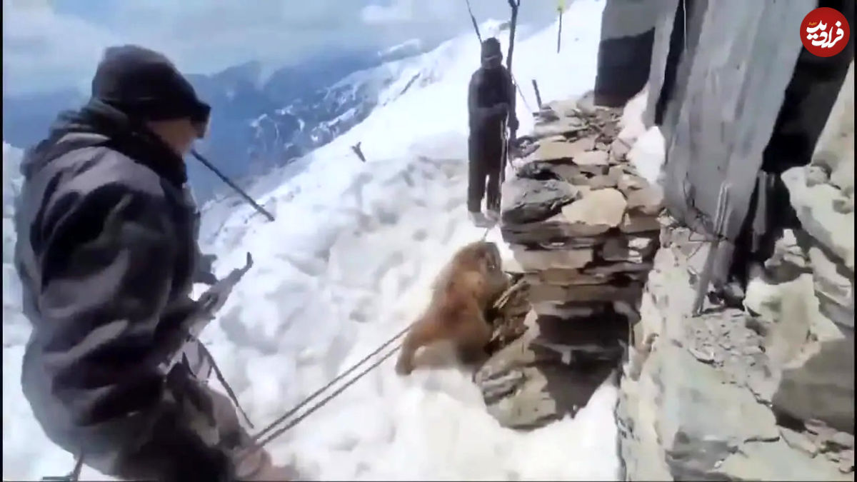 ببینید؛ عملیات دشوار نجات خرسی که سرش در یک جعبه فلزی گیر کرده بود