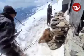 ببینید؛ عملیات دشوار نجات خرسی که سرش در یک جعبه فلزی گیر کرده بود