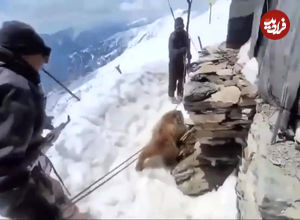 ببینید؛ عملیات دشوار نجات خرسی که سرش در یک جعبه فلزی گیر کرده بود