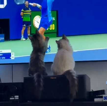 ( ویدیو) علاقه شدید دو گربه به بازی تنیس