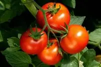 (ویدیو) گوجه‌ فرنگی چطور سبز می‌شود؟