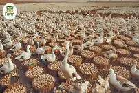 (ویدئو) صبحانه اردکی؛ داستان تولید و برداشت 4 میلیون تخم اردک در مزارع چین