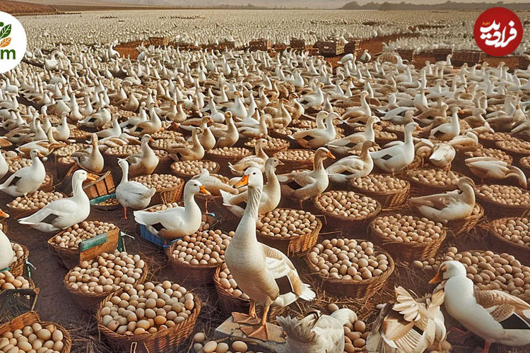 (ویدئو) صبحانه اردکی؛ داستان تولید و برداشت 4 میلیون تخم اردک در مزارع چین
